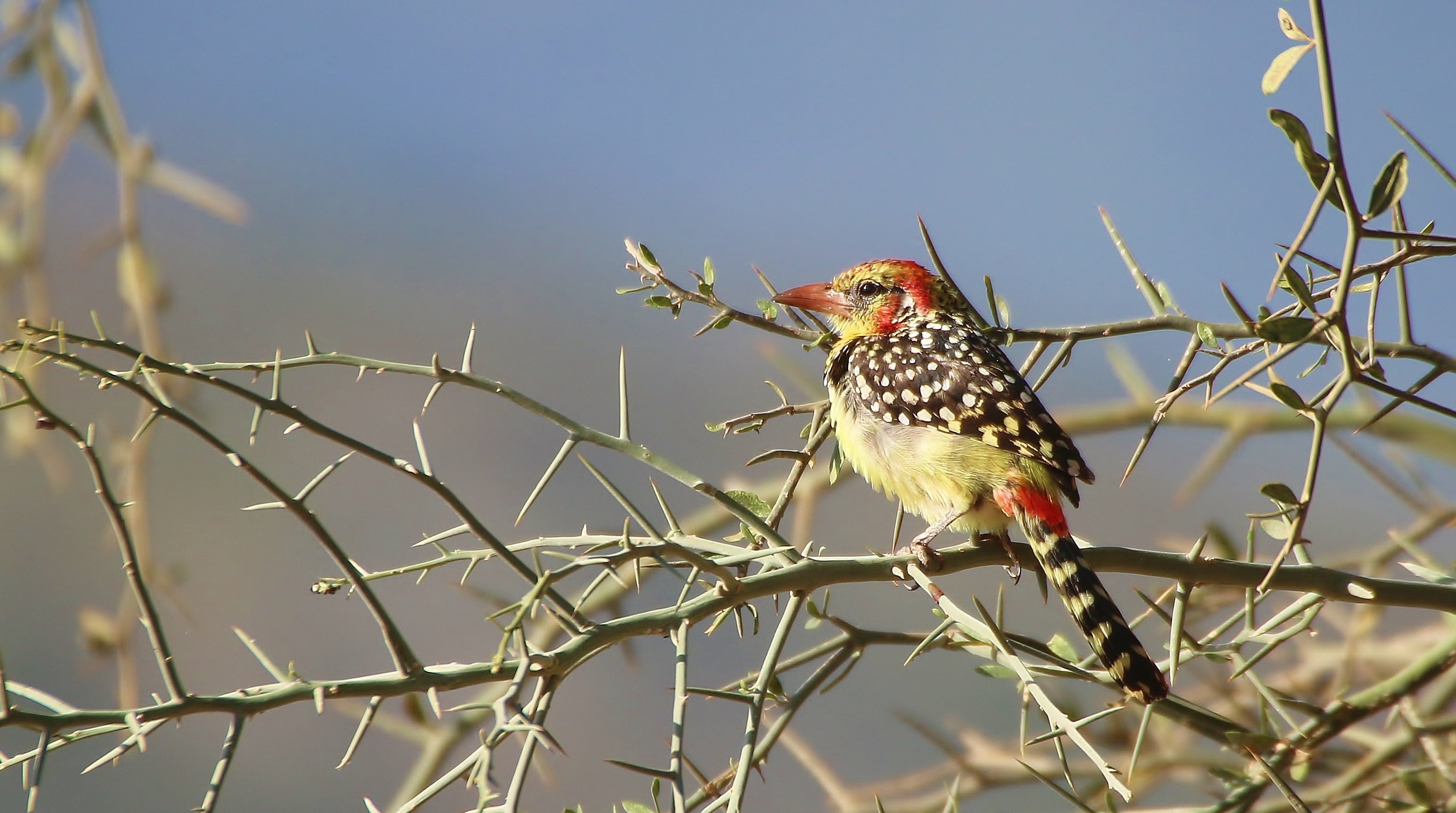 Red-and-yellow Barbet